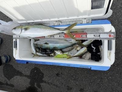 マアジ・メジロ(ブリ)