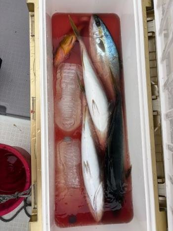 メジロ(ブリ)・ヒラマサ