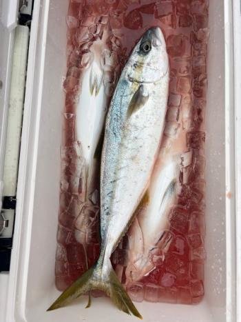 メジロ(ブリ)・ヒラマサ