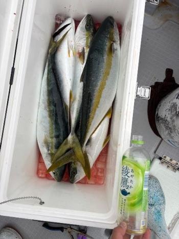 メジロ(ブリ)・ヒラマサ