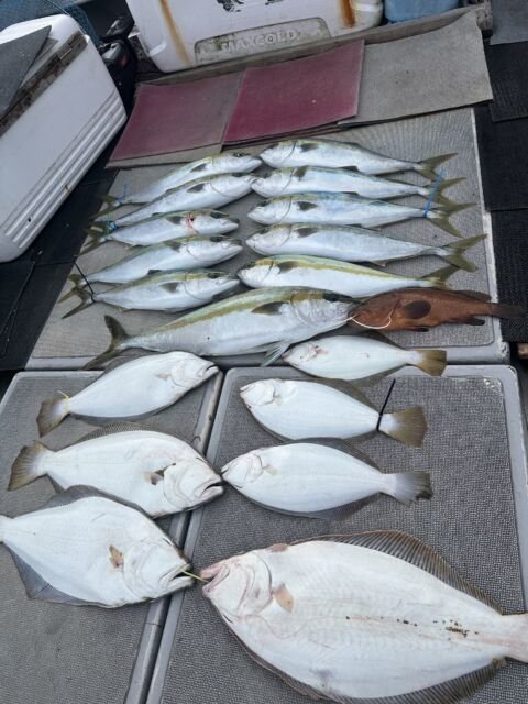 キジハタ・ハマチ(ブリ)・ヒラメ