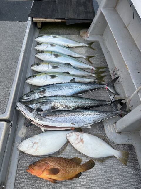 キジハタ・ハマチ(ブリ)・サワラ・ヒラメ