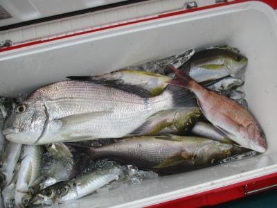 ヘダイ・アジ(マアジ)・イサギ(イサキ)