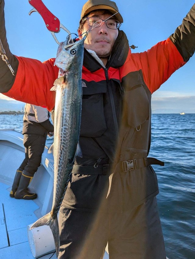 サゴシ(サワラ)