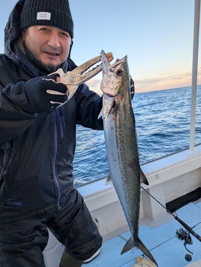 サゴシ(サワラ)