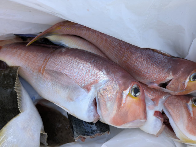 アマダイ(アカアマダイ)