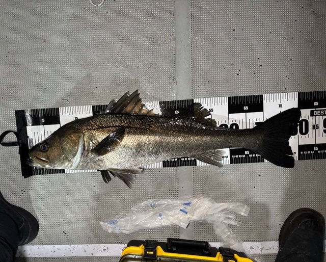 シーバス(スズキ)