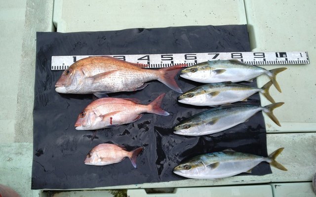 マダイ・ハマチ(ブリ)