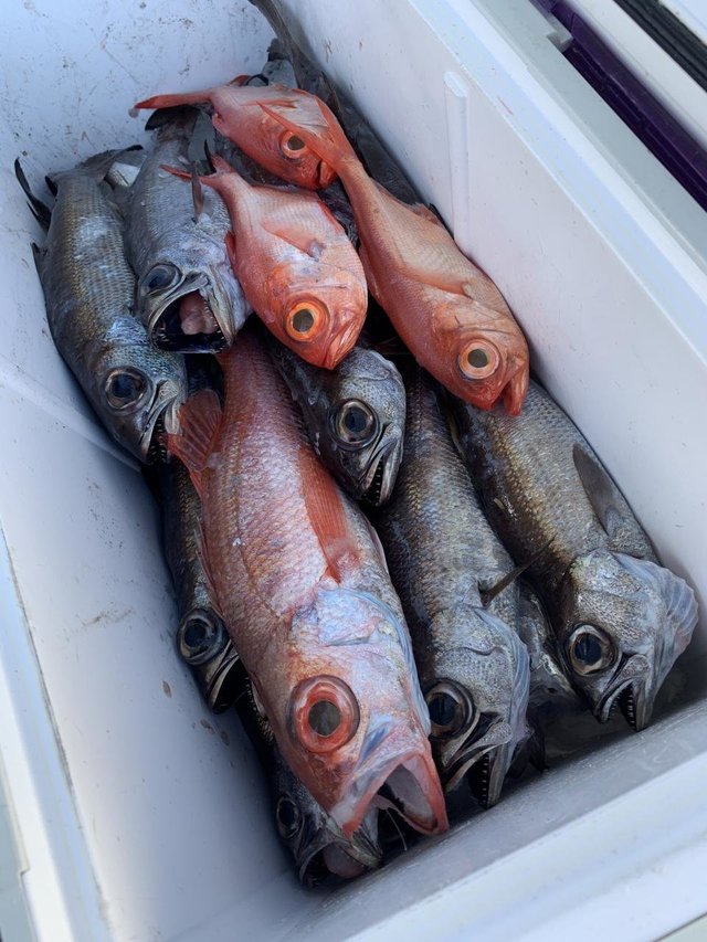 クロムツ・アカムツ・キンメ(キンメダイ)・シロムツ(オオメハタ)