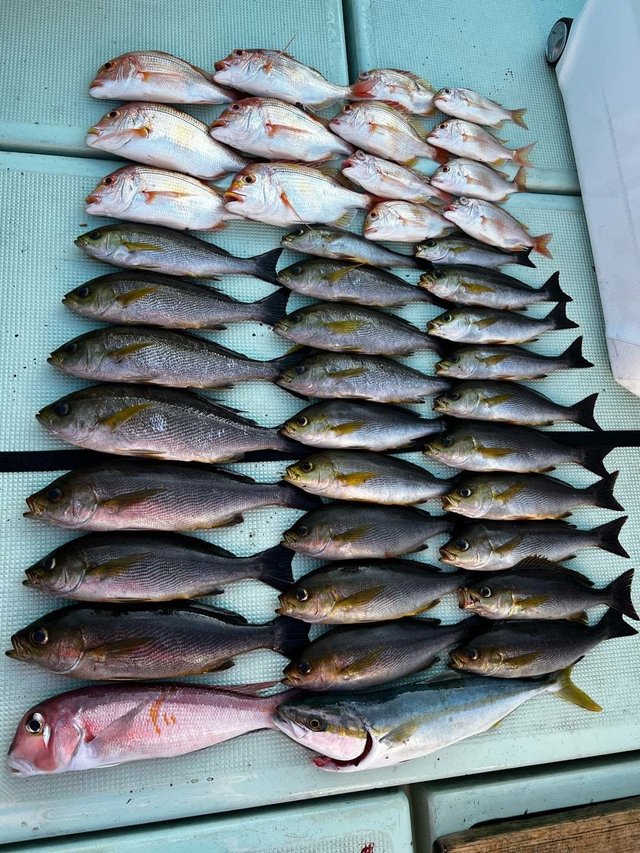 マダイ・ハマチ(ブリ)・イサキ・アマダイ(アカアマダイ)