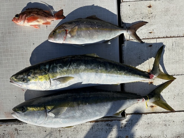 ワラサ(ブリ)・ショゴ(カンパチ)・メバル
