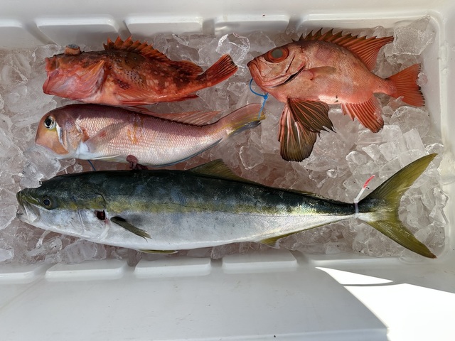 イナダ(ブリ)・アマダイ(アカアマダイ)・チカメキントキ・カサゴ