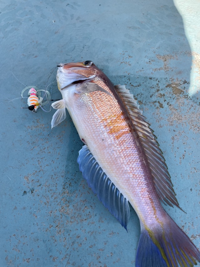 アマダイ(アカアマダイ)