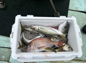 マダイ・マアジ・ハマチ(ブリ)