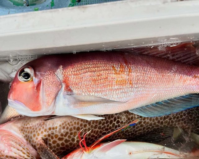 アマダイ(アカアマダイ)