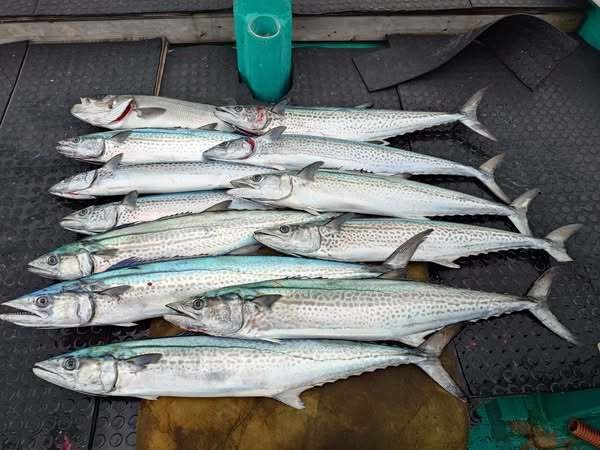 ヒラスズキ・サワラ