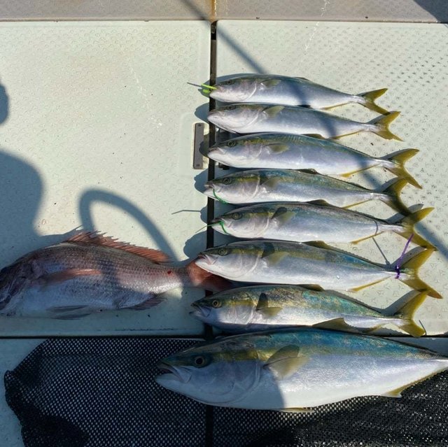 マダイ・ハマチ(ブリ)・メジロ(ブリ)