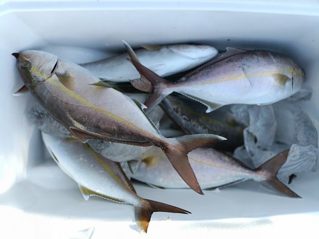 ハマチ(ブリ)・ネイリ(カンパチ)