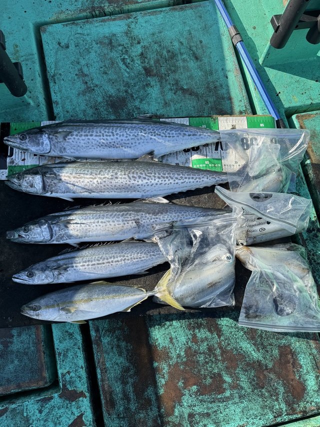 イナダ(ブリ)・サワラ・アオリイカ