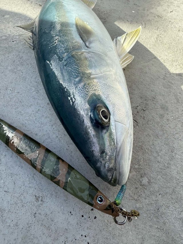 サンパク(ブリ)