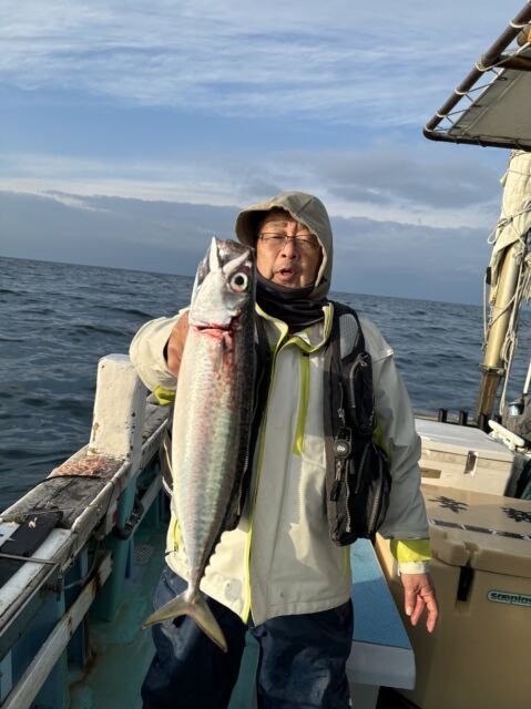 サゴシ(サワラ)