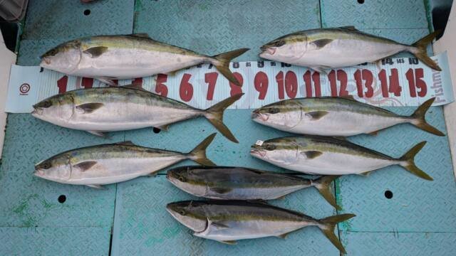 ワラサ(ブリ)・ハマチ(ブリ)