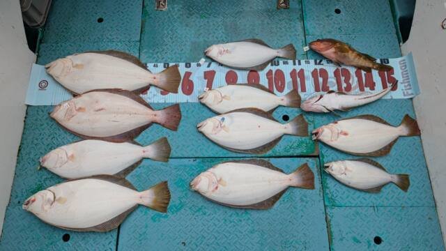 キジハタ・マゴチ・ヒラメ