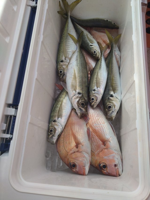 マダイ・アジ(マアジ)