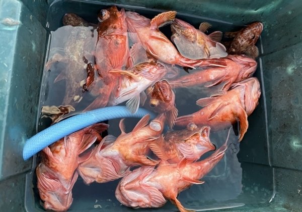 ガシラ(カサゴ)