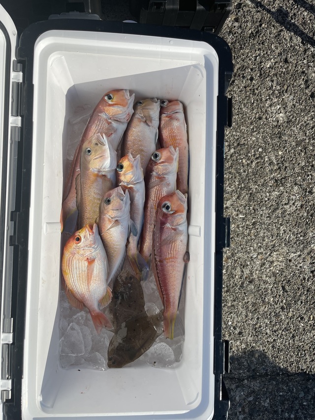 アマダイ(アカアマダイ)