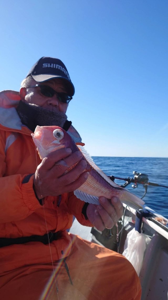 アマダイ(アカアマダイ)