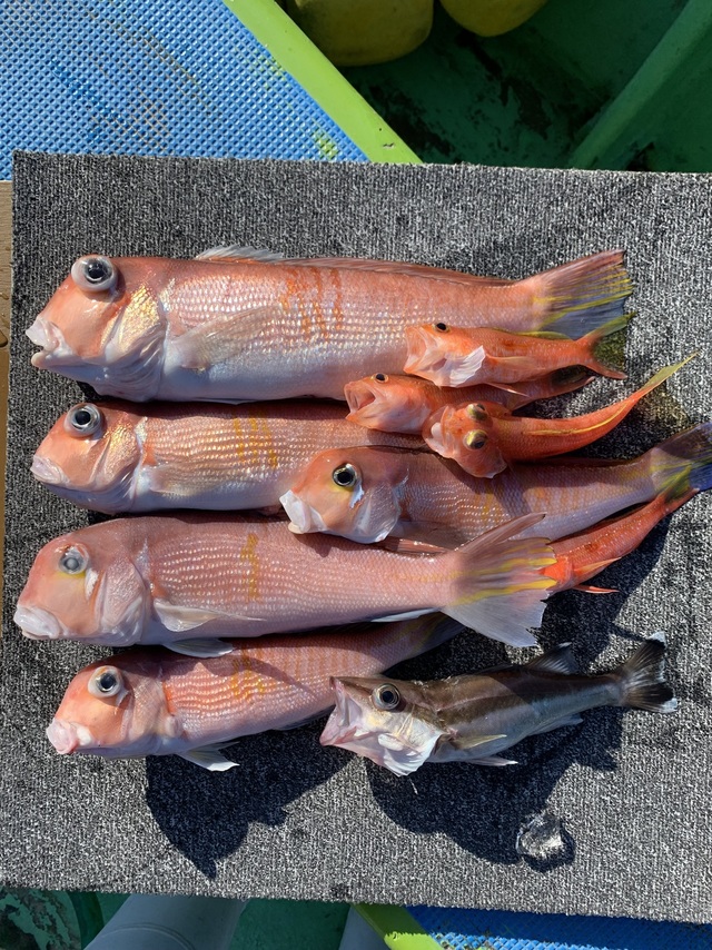 アマダイ(アカアマダイ)