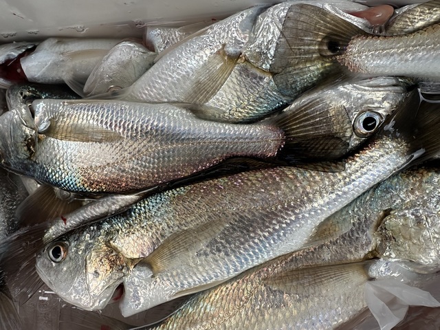 イシモチ(シログチ)