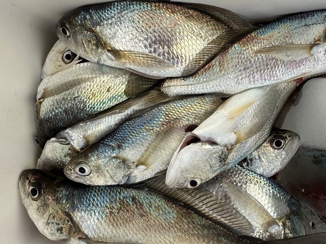 イシモチ(シログチ)