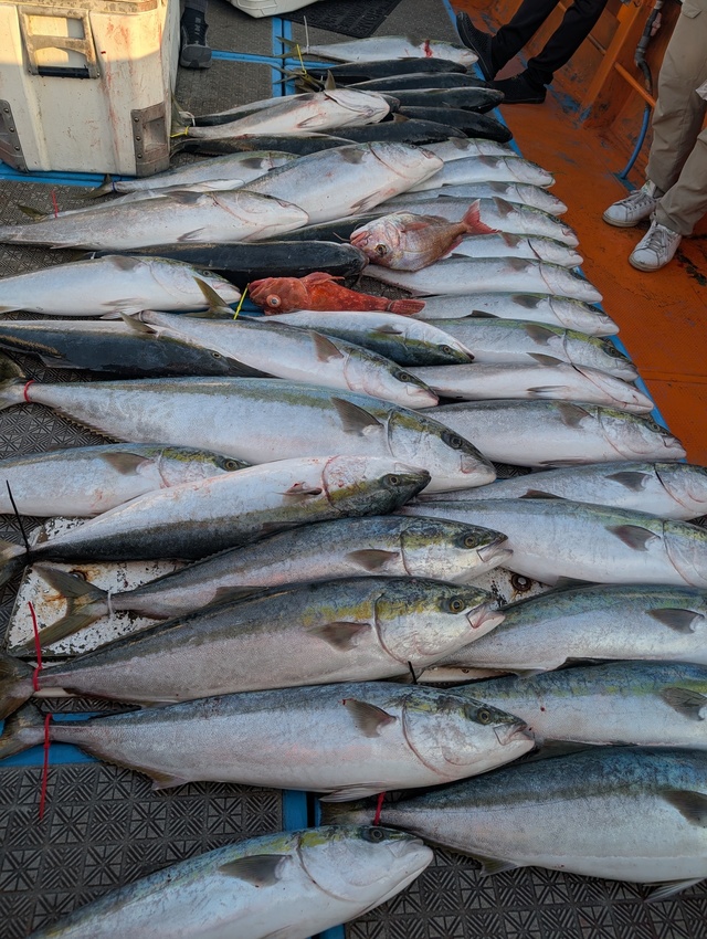 ブリ・ヒラマサ