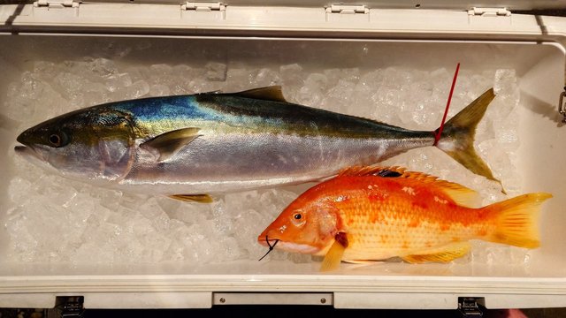 ブリ・キツネダイ