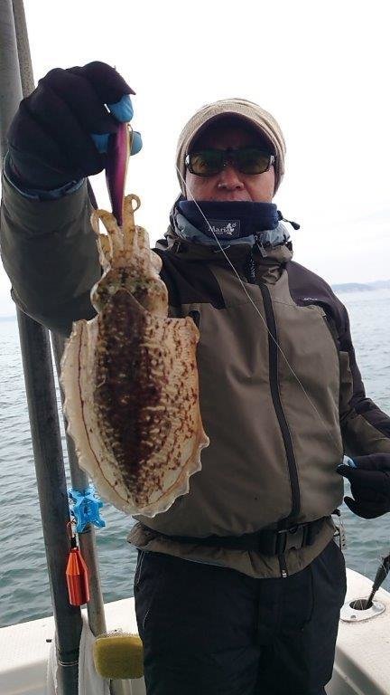 イカ(コウイカ)