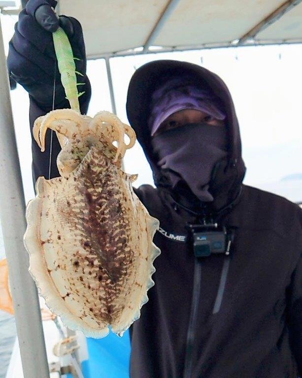 イカ(コウイカ)