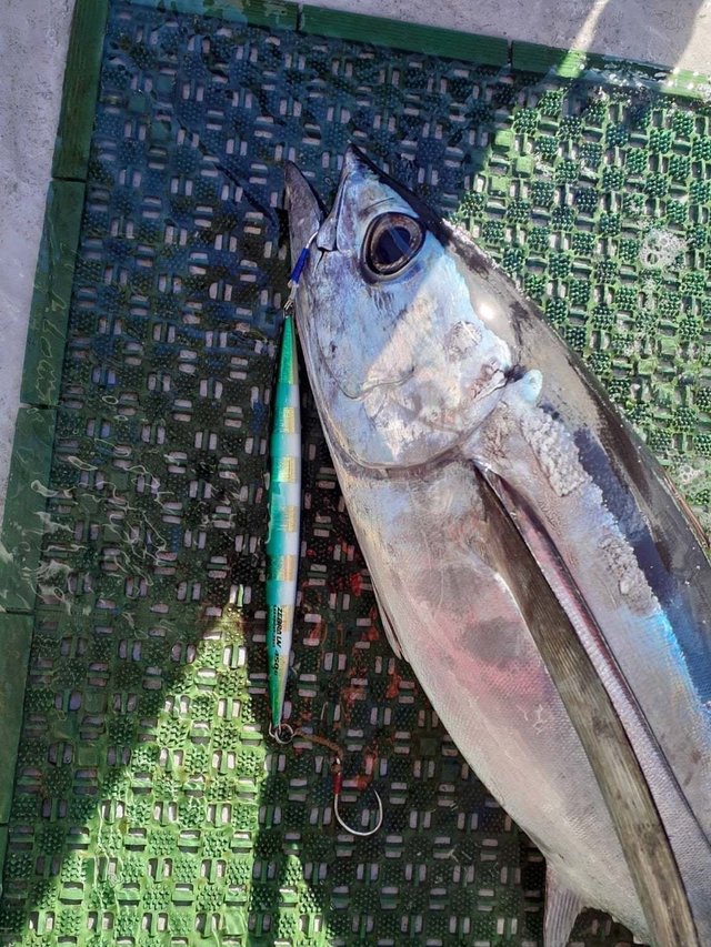 トンボ(ビンナガ)