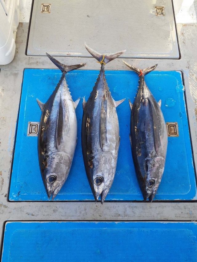 トンボ(ビンナガ)