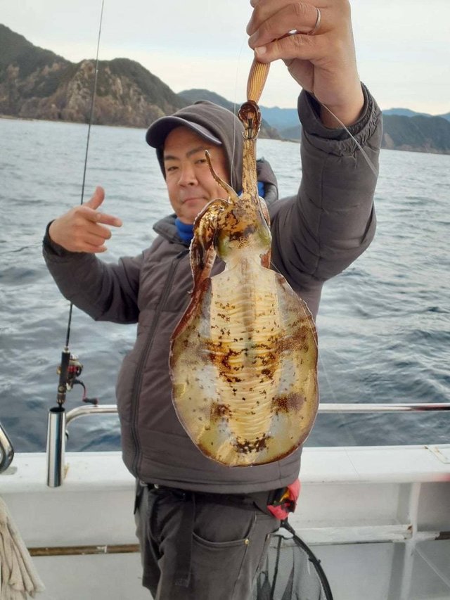 イカ(アオリイカ)