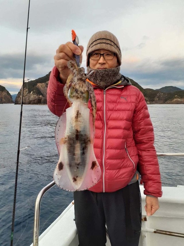 イカ(アオリイカ)