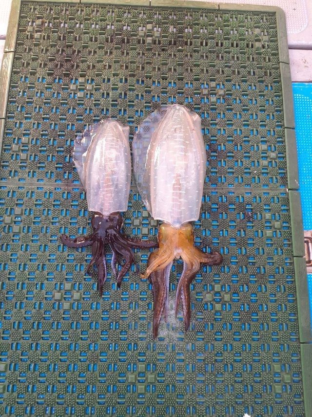 イカ(アオリイカ)・イカ(コウイカ)