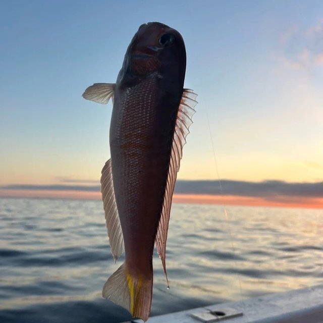 アマダイ(アカアマダイ)