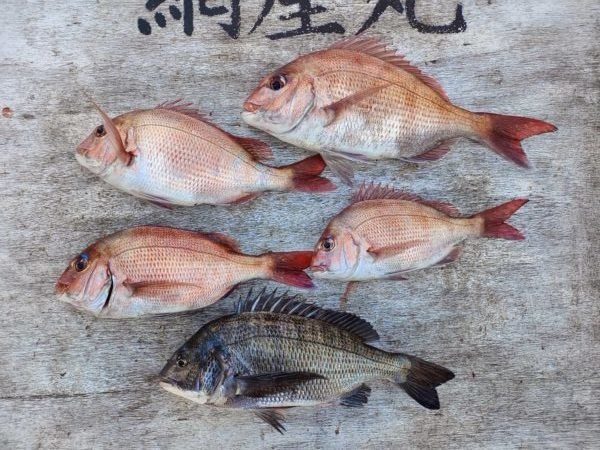 マダイ・クロダイ