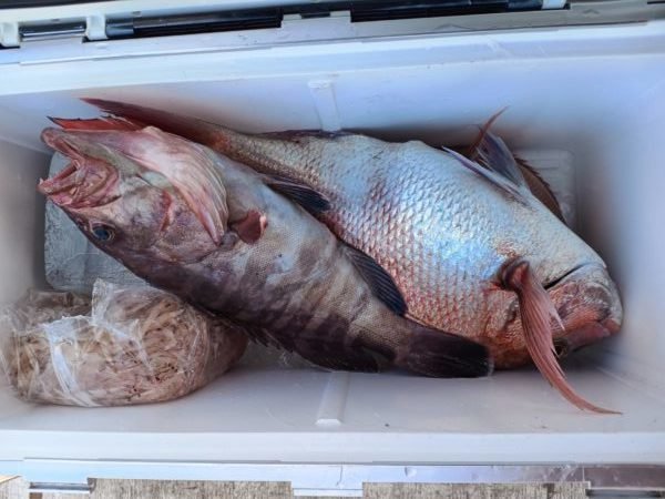 マダイ・ハタ(マハタ)