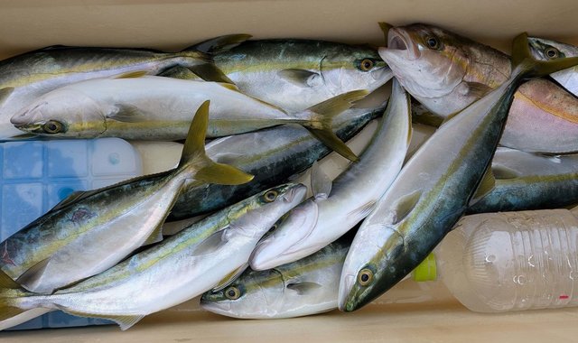 イナダ(ブリ)・カンパチ