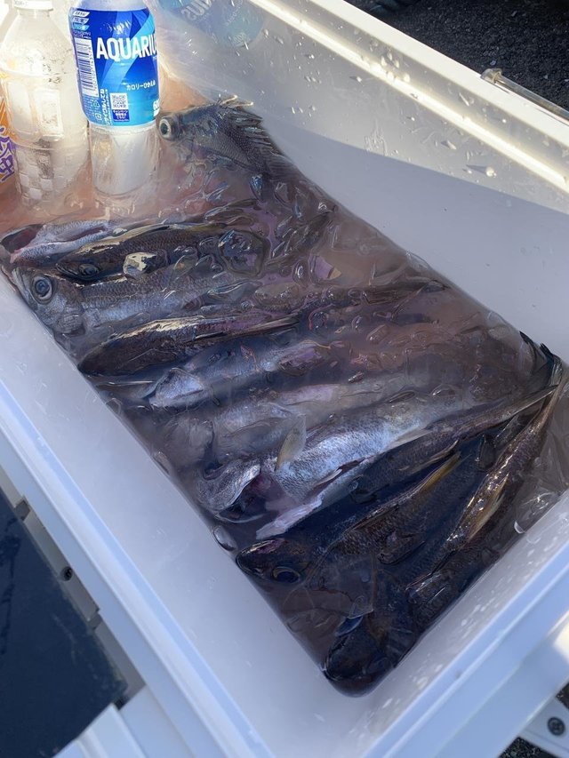 クロムツ・シロムツ(オオメハタ)