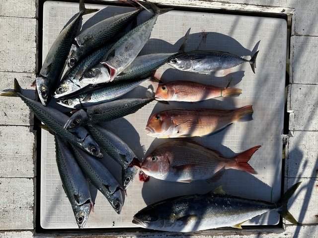 マダイ・ヒラマサ・アマダイ(アカアマダイ)・スマガツオ(スマ)・サバ(ゴマサバ)