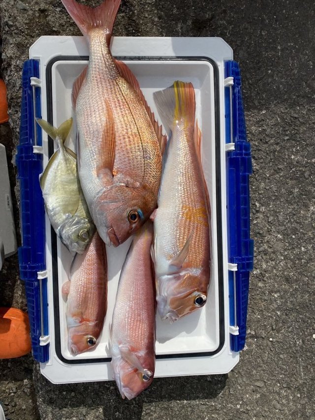 マダイ・アマダイ(アカアマダイ)